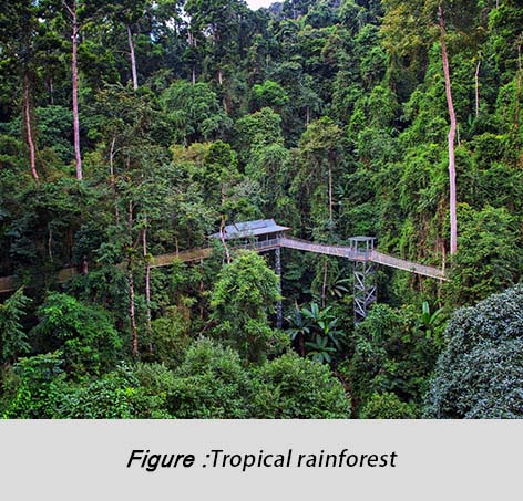 Tropical rainforest(热带雨林）