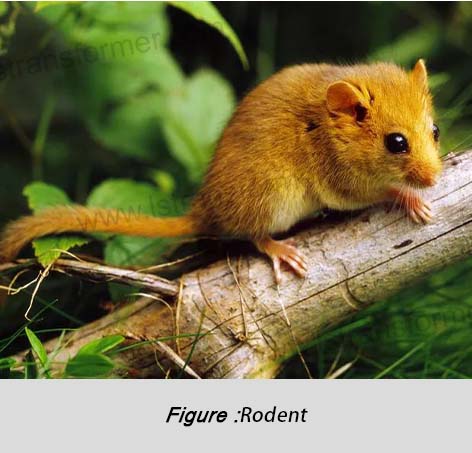 Rodent(啮齿类动物)